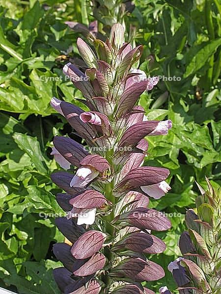 Acanthus balcanicus, Acanthus hungaricus, Hungarian acanthus [IBR124586623]