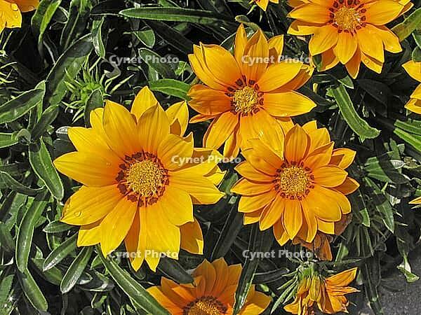 Gazania hybrid 'Kiss Golden Yellow', midday gold, gazanie [IBR124586625]