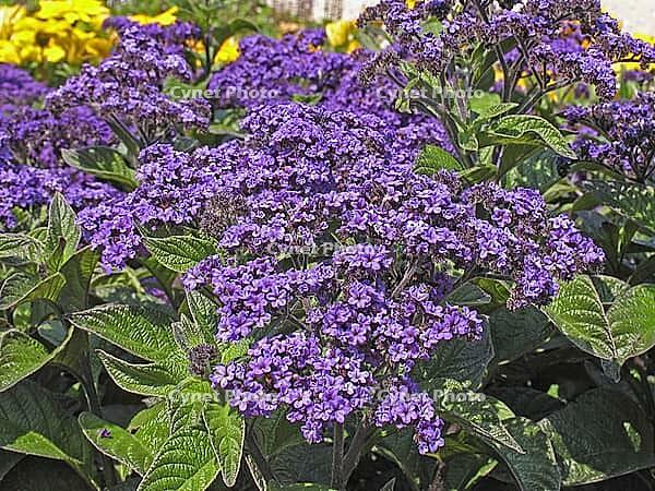 Heliotropium arborescens 'Mini Marine', solstice [IBR124586628]