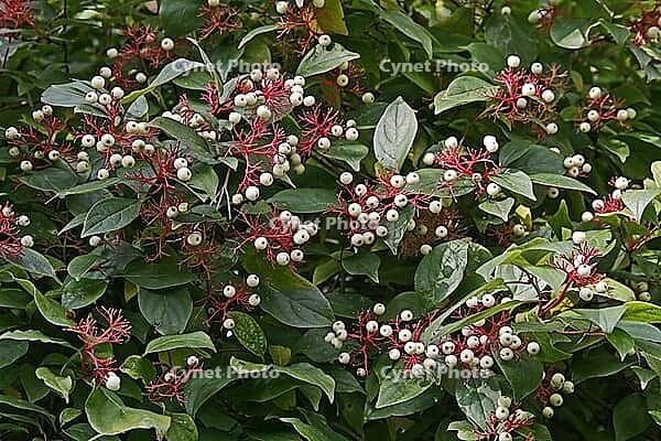 Cornus racemosa, dogwood [IBR124586632]