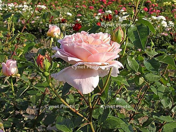 Rosa 'Abraham Darby, 'shrub rose, English rose, apricot yellow-pink, orange-pink, Austin 1985 [IBR124586635]