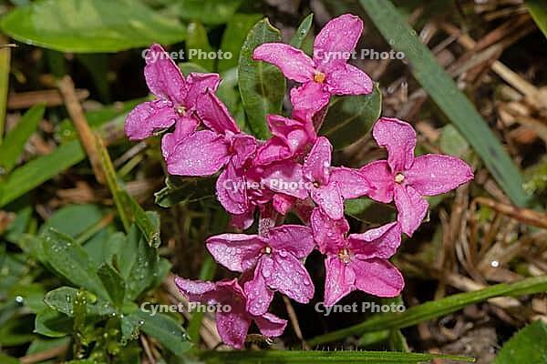 Rosemary mustache some opened purple flowers with green leaves, Sandharlandener Heide, Bavaria, Germany [IBR124586639]