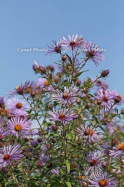 Aster novae-angliae, Symphyotrichum navae-angliae, Modern English aster [IBR124586641]