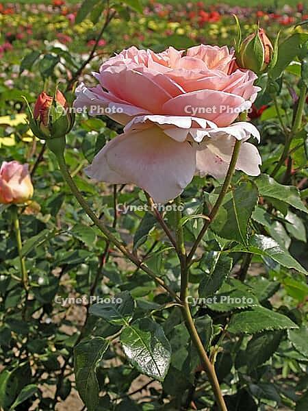 Rosa 'Abraham Darby, 'shrub rose, English rose, apricot yellow-pink, orange-pink, Austin 1985 [IBR124586642]