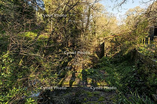 Peaceful forest trail winding through lush green woodland beside a small stream at Parque do Barronco dos Pisões, illuminated by warm sunlight on a tranquil spring day [IBR124586643]