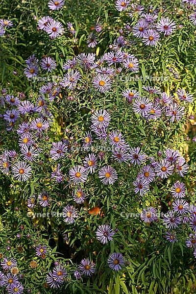 Aster novae-angliae, Symphyotrichum navae-angliae, Modern English aster [IBR124586644]