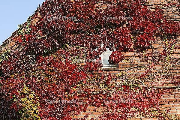House with vines, Georgsmarienhütte-Oesede [IBR124586646]