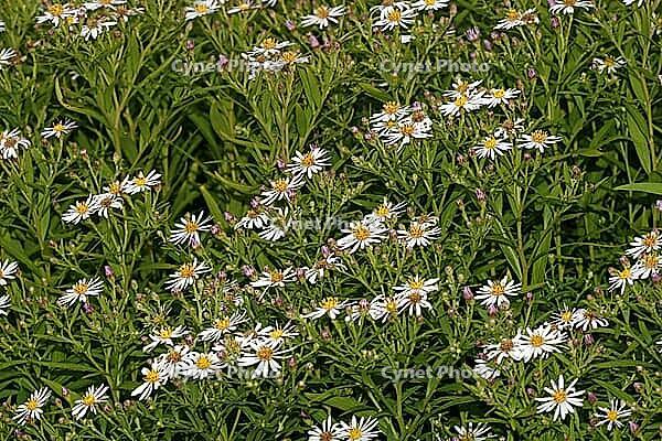 Aster divaricatus, Eurybia divarcata, Spreading aster [IBR124586649]
