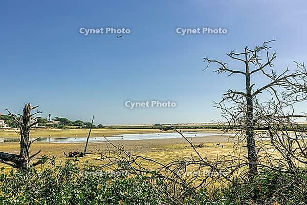 Scenic view of a tranquil coastal lagoon in Quinta do Lago, Algarve, Portugal, featuring shallow waters, natural vegetation, and wading birds under a clear blue sky [IBR124586650]