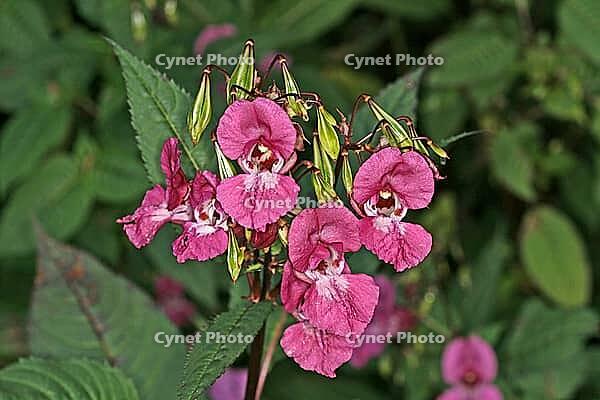 Impatiens glandulifera, Indian Springwort, Glandular Springk [IBR124586651]