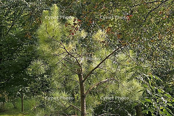 Pinus taeda, frankincense pine, American turpentine pine, turpentine pine, pine in light [IBR124586653]