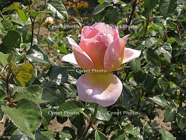 Rosa 'Abraham Darby, 'shrub rose, English rose, apricot yellow-pink, orange-pink, Austin 1985 [IBR124586654]