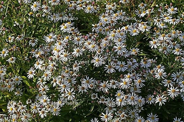 Aster divaricatus, Eurybia divarcata, Spreading aster [IBR124586656]