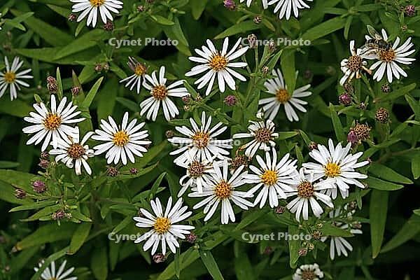 Aster divaricatus, Eurybia divarcata, Spreading aster [IBR124586657]