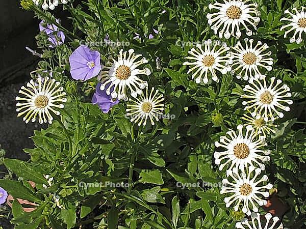 Osteospermum ecklonis 'Spoonflower, 'Cape basket [IBR124586660]
