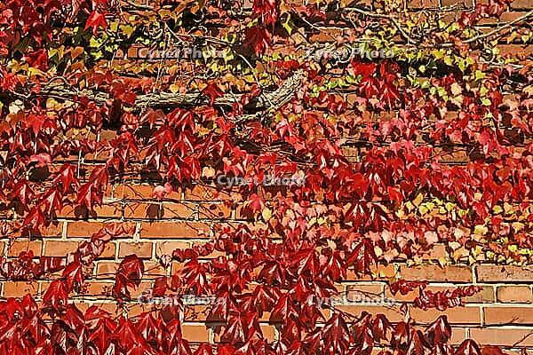 House with vines, Georgsmarienhütte-Oesede [IBR124586662]