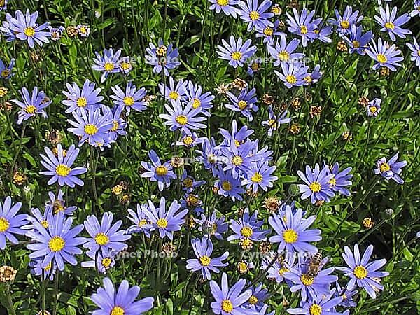 Felicia amelolides 'Felicia blue', capaster [IBR124586665]