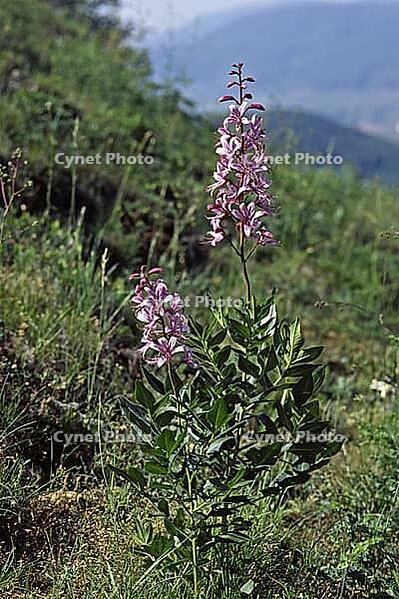 Dictamnus albus, diptam [IBR124602569]