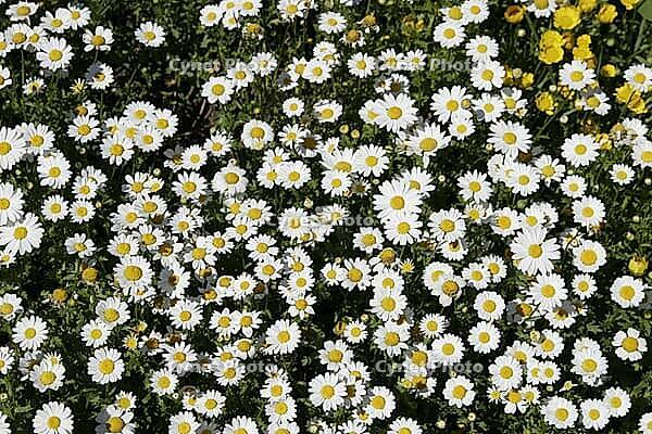 Chrysanthemum saludosum, dwarf bush daisy [IBR124602571]