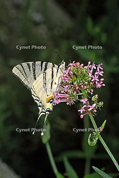 Iphiclides podalirius, sailing butterfly [IBR124602572]