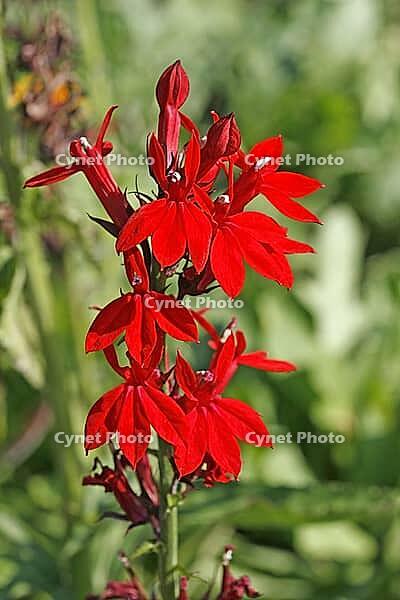 Lobelia, Männertreu [IBR124602573]