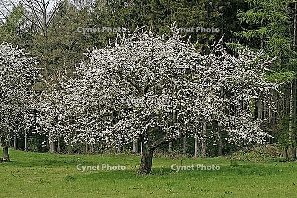 Kirschbaum in Hagen a.T.W [IBR124602574]