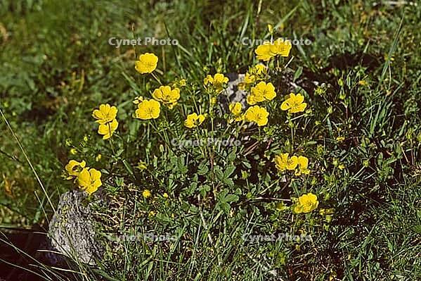 Potentilla grandiflora, Large-flowered cinquefoil [IBR124602575]