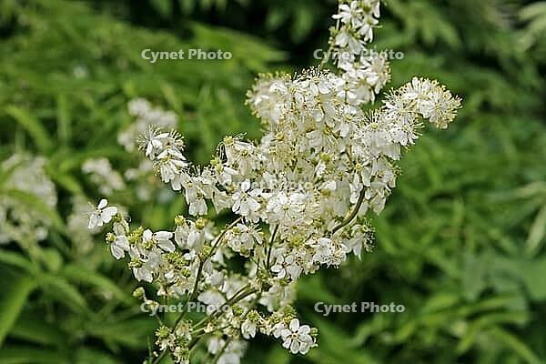 Filipendula vulgaris, Little Madesüß [IBR124602576]