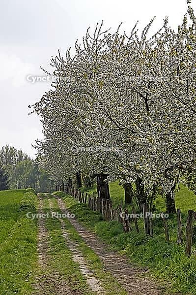 Hiking trail with cherry trees in April, Hagen a.T.W, Osnabrücker Land, Lower Saxony - Foothpath with cherry trees in Hagen, Lower Saxony, Germany [IBR124602577]