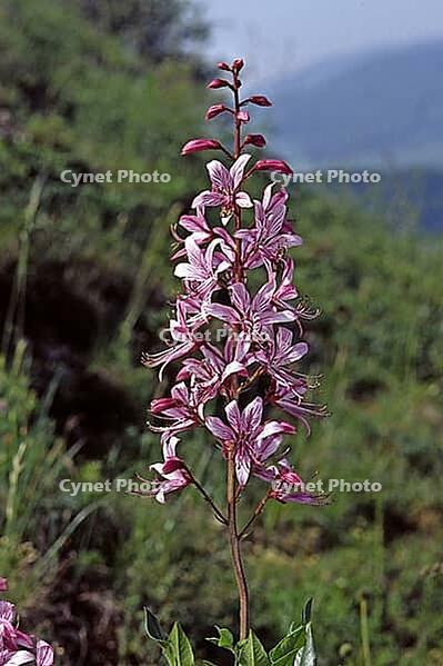 Dictamnus albus, diptam [IBR124602578]