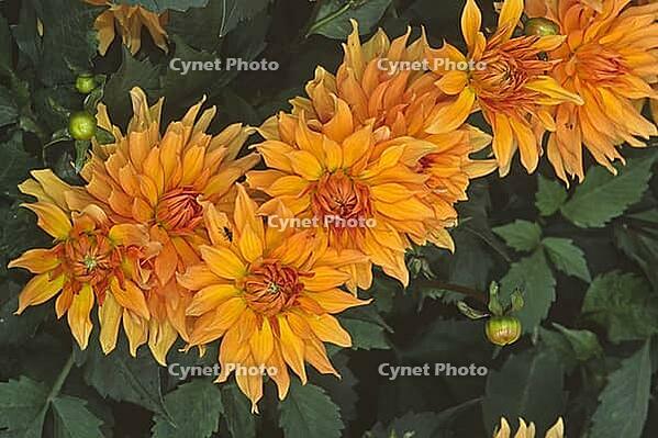 Dahlia 'Autumn Fairy', Cactus dahlia [IBR124602579]