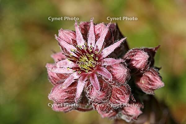 Sempervivum tectorum, badger houseleek [IBR124602580]