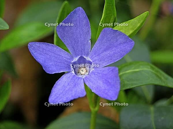 Vinca minor, small evergreen [IBR124602581]