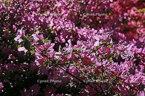 Rhododendron hybrid, Japanese azalea [IBR124602582]