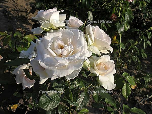 Pink 'Swan Lake, 'Climbing Rose, McGredy 1968, Syn. pink 'swan lake, 'soft white [IBR124602583]