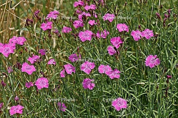 Dianthus seguieri, Seguiers Nelke [IBR124602585]