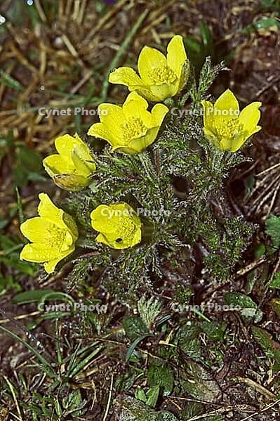 Pulsatilla alpina ssp. apiifolia, sulfur anemone [IBR124602587]