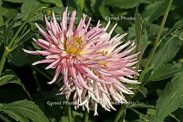 Dahlia hybrid, dahlia [IBR124602588]