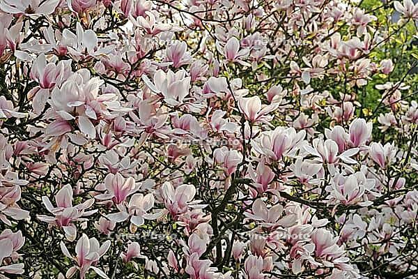 Magnolia x soulangiana, magnolia tree [IBR124602589]