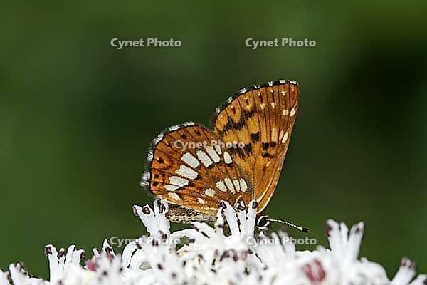 Hamearis lucina, brown cube butterfly, spring tick butterfly [IBR124602590]