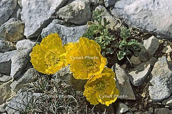 Papaver rhaeticum, Papaver aurantiacum, yellow alpine poppy [IBR124602591]