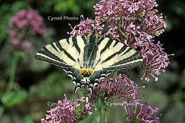 Iphiclides podalirius, sailing butterfly [IBR124602592]