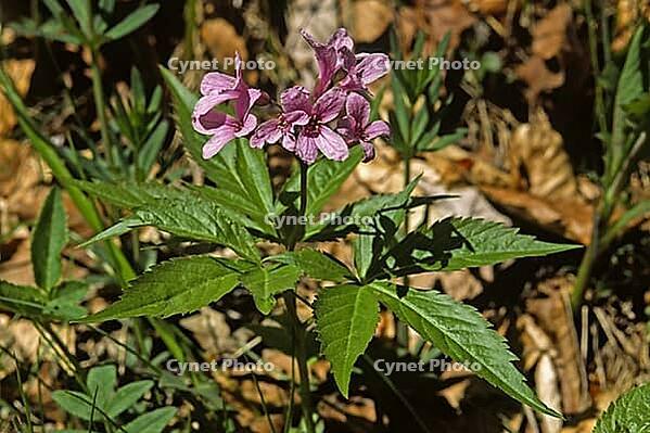 Cardamine pentaphyllos, fingered toothroot [IBR124602593]