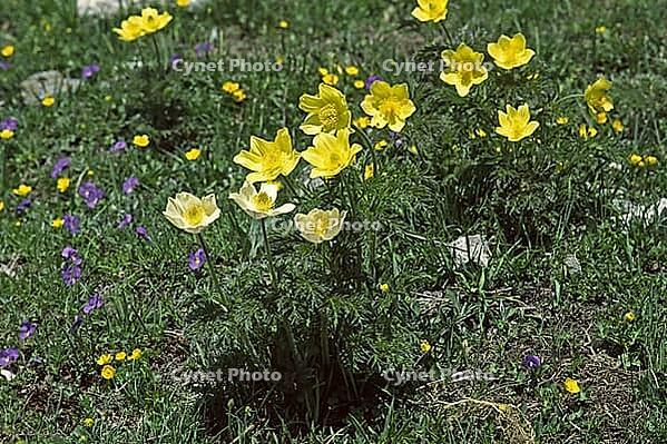 Pulsatilla alpina, alpine kitchen clamp, alpine anemone [IBR124602594]