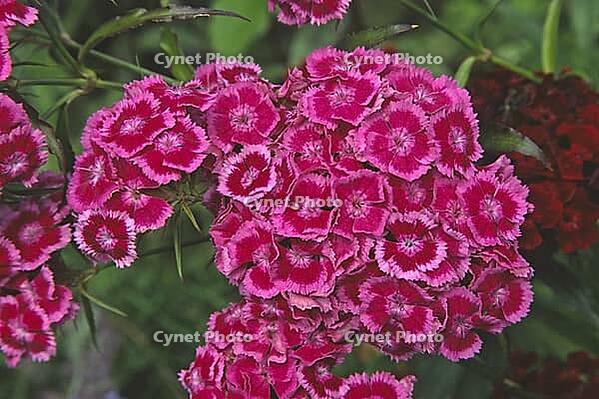 Dianthus barbatus, bearded carnation [IBR124602595]