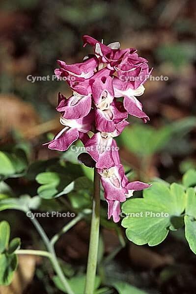Corydalis cava, hollow lark spur [IBR124602596]