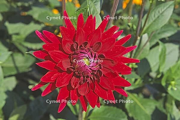 Dahlia 'Samourai', Dahlia [IBR124602597]