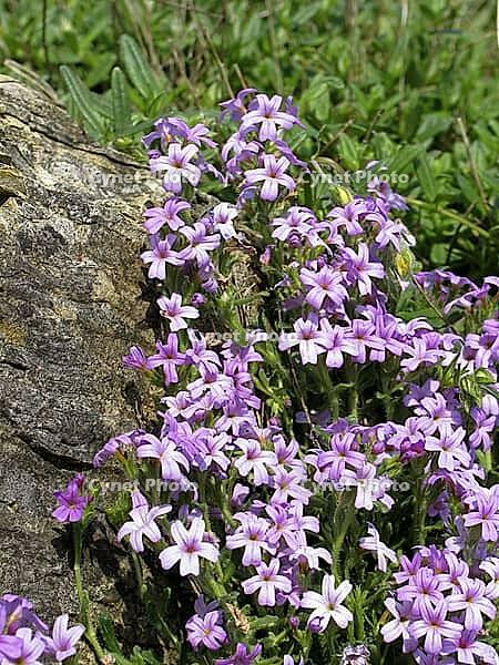 Erinus alpinus, alpine balm [IBR124602598]