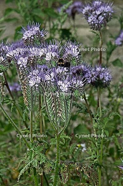 Phacelia tanacetifolia, tufts [IBR124602600]