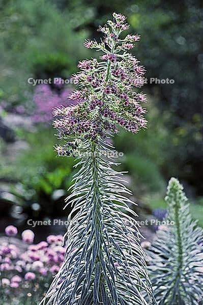 Echium wildpretii, Snake's Head [IBR124602601]